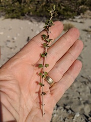Euphorbia magdalenae