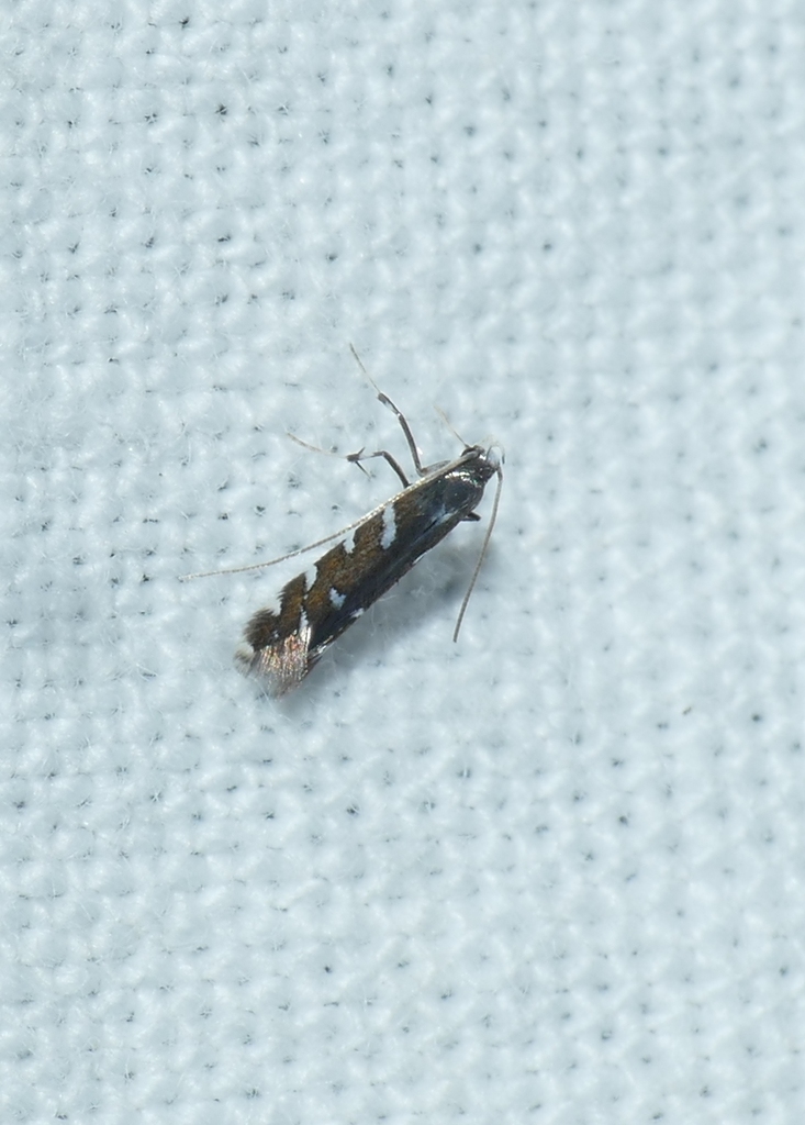 Sauterina hofmanniella