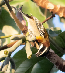 Spindalis zena benedicti