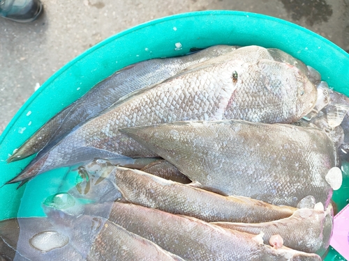 Macao Sole (Cynoglossus macrolepidotus) — Cynoglossidae — 4