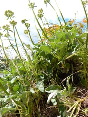 Eriogonum compositum compositum