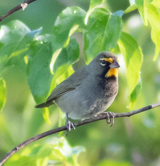 Tiaris olivaceus intermedius