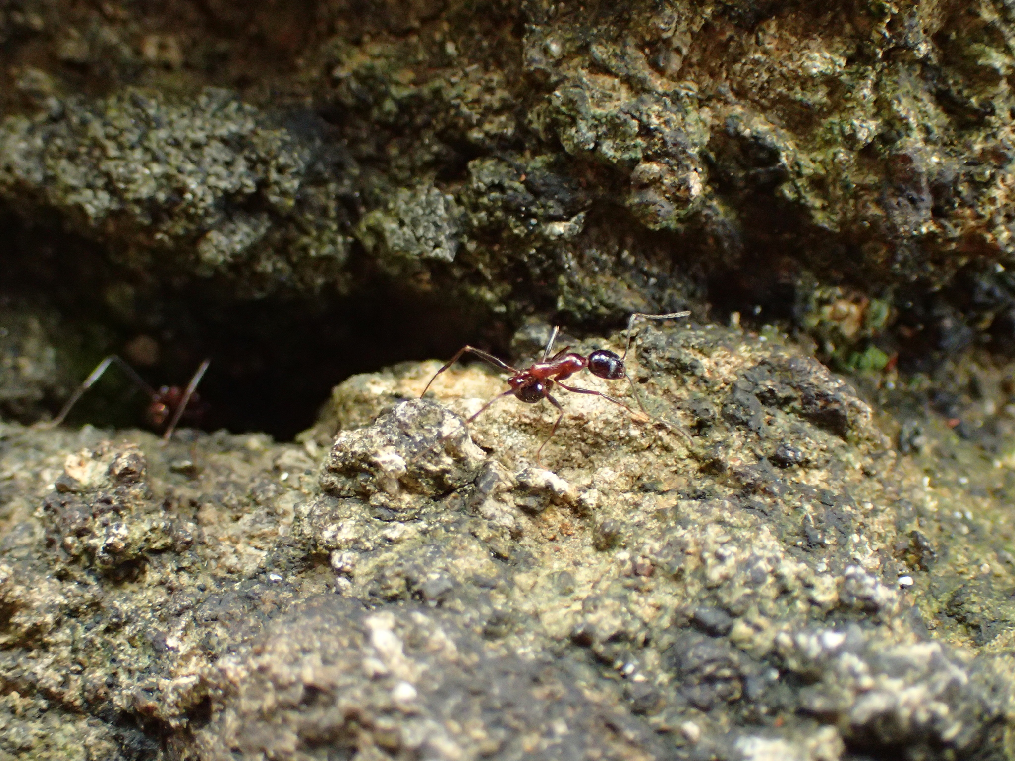 Aphaenogaster osimenseis