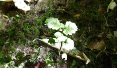 Nothofagus