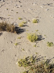 Portulaca californica