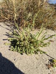 Portulaca californica