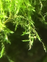 Amblystegium