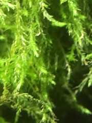 Amblystegium