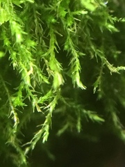 Amblystegium