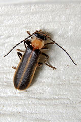 Podabrus flavicollis