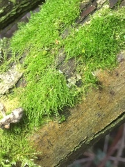Amblystegium