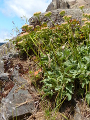 Eriogonum compositum compositum