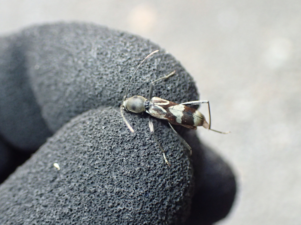 Demonax transilis in June 2023 by renshuchu · iNaturalist