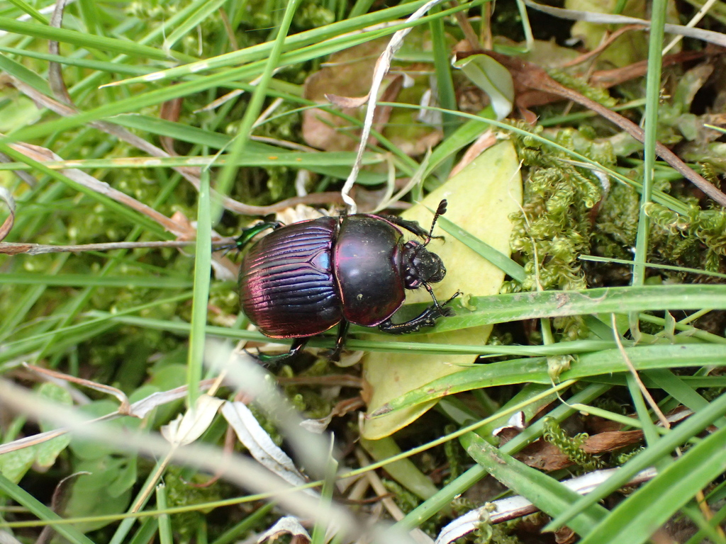 Phelotrupes auratus auratus in June 2023 by renshuchu · iNaturalist
