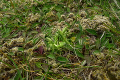 Pterostylis tanypoda