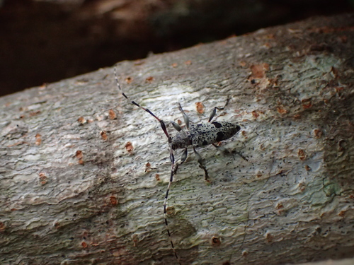 Callapoecus guttatus