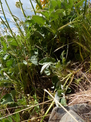 Eriogonum compositum compositum