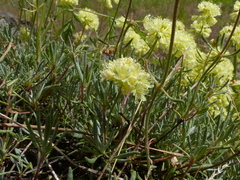 Eriogonum douglasii