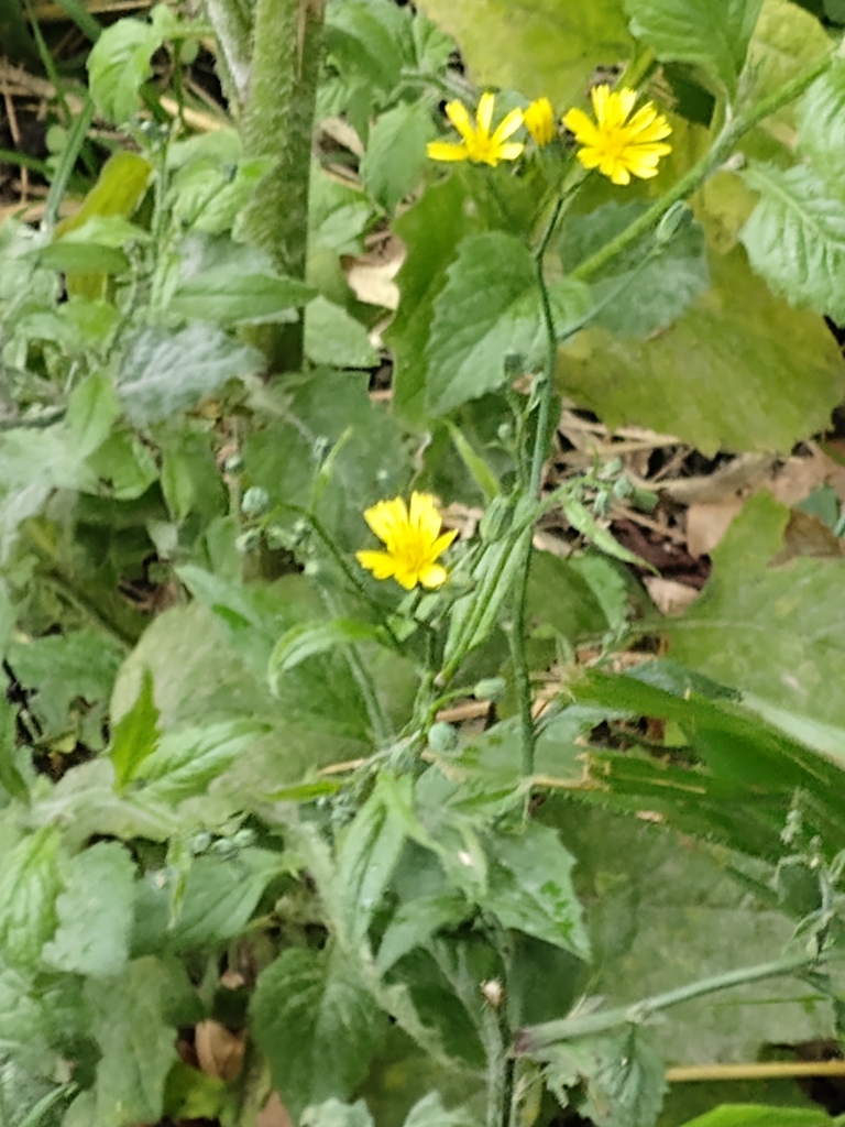 nipplewort from Milton Street, Polegate BN26 5RP, UK on July 5, 2023 at