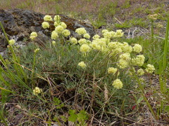 Eriogonum douglasii