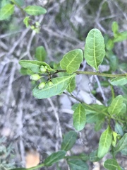 Solanum umbelliferum