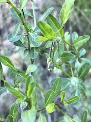 Solanum umbelliferum