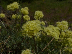 Eriogonum douglasii