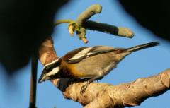 Spindalis zena benedicti