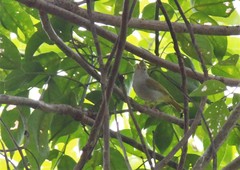 Erpornis zantholeuca