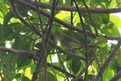 Erpornis zantholeuca