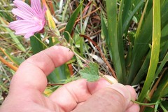 Sidalcea malviflora purpurea