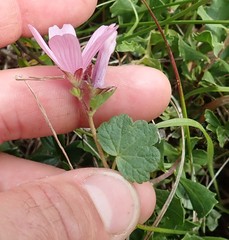 Sidalcea malviflora purpurea