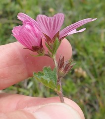 Sidalcea malviflora purpurea
