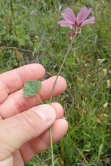 Sidalcea malviflora purpurea