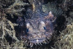 Batrachomoeus dubius
