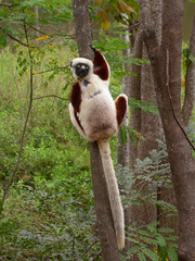 Propithecus coquereli