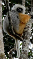 Propithecus diadema