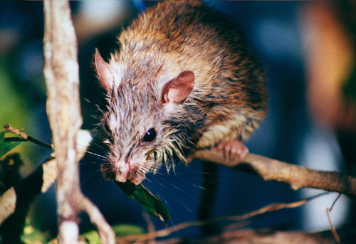 Xenomys nelsoni