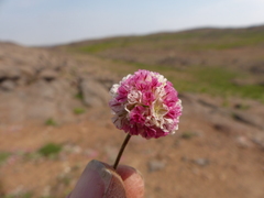 Eriogonum ovalifolium rubidum