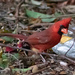 Cozumel Cardinal - Photo (c) Dan Fitzgerald (Fitz), some rights reserved (CC BY-NC), uploaded by Dan Fitzgerald (Fitz)