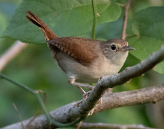 Troglodytes aedon beani