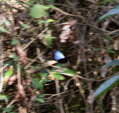 Morpho helenor montezuma