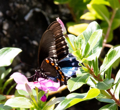 Battus philenor acauda