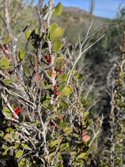 Castela peninsularis