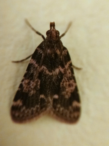 Aglossa caprealis
