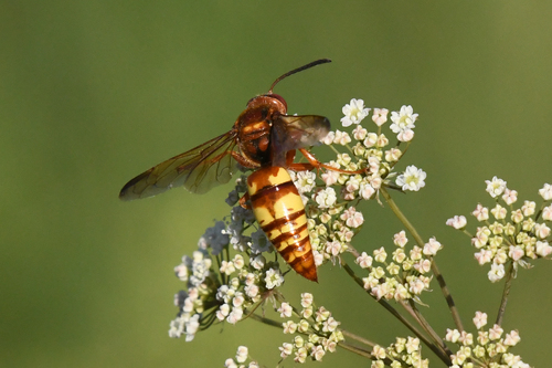 Western Cicada-killer Wasp photo 4