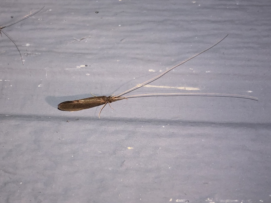 Longhorned Caddisflies from CR47, Alborn, MN, US on July 4, 2023 at