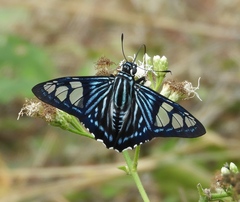 Phocides belus