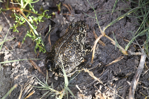 Black Toad, Anaxyrus exsul