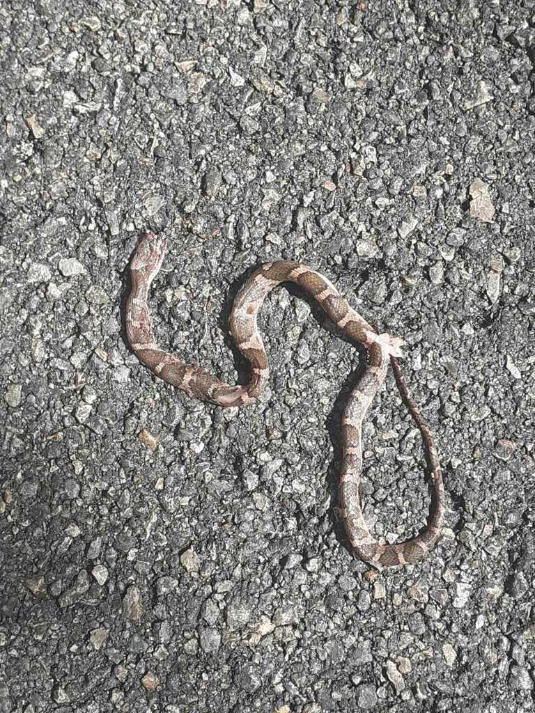 Rainforest Cat Eyed Snake From Cozumel Quintana Roo Messico On June